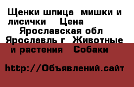 Щенки шпица (мишки и лисички) › Цена ­ 20 000 - Ярославская обл., Ярославль г. Животные и растения » Собаки   